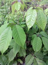 中山紫花风铃供货商图片