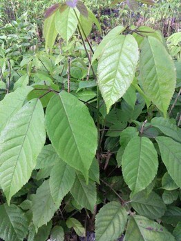 遂宁紫花风铃批发