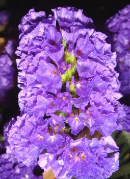 常年供應(yīng)草花種子