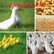 鸭饲料配方检验与成分分析配比还原