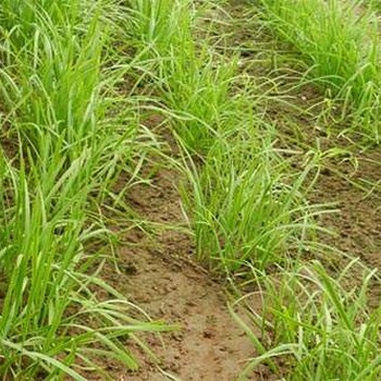 山東河北地區(qū)秋冬季韭菜收割后韭蛆用噻蟲胺管理效果好