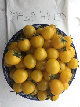 圣女果種子報(bào)價(jià)