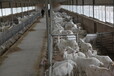 羊奶粉代加工品種繁多