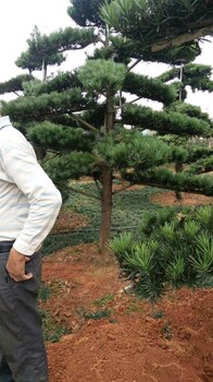 池州羅漢松小苗種植園