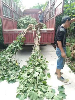 眉山木芙蓉种植基地