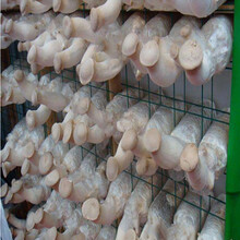 蘑菇网片a江苏蘑菇网片a蘑菇网片生产厂家