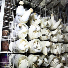 蘑菇网架a保定蘑菇网架a蘑菇网架生产厂家