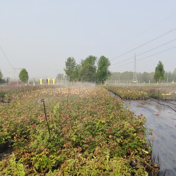 南陽月季基地，大花，豐花、樹狀，月季小苗等，價格美麗