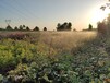 种植基地常年各类月季花卉丨月季价格美丽实惠丨