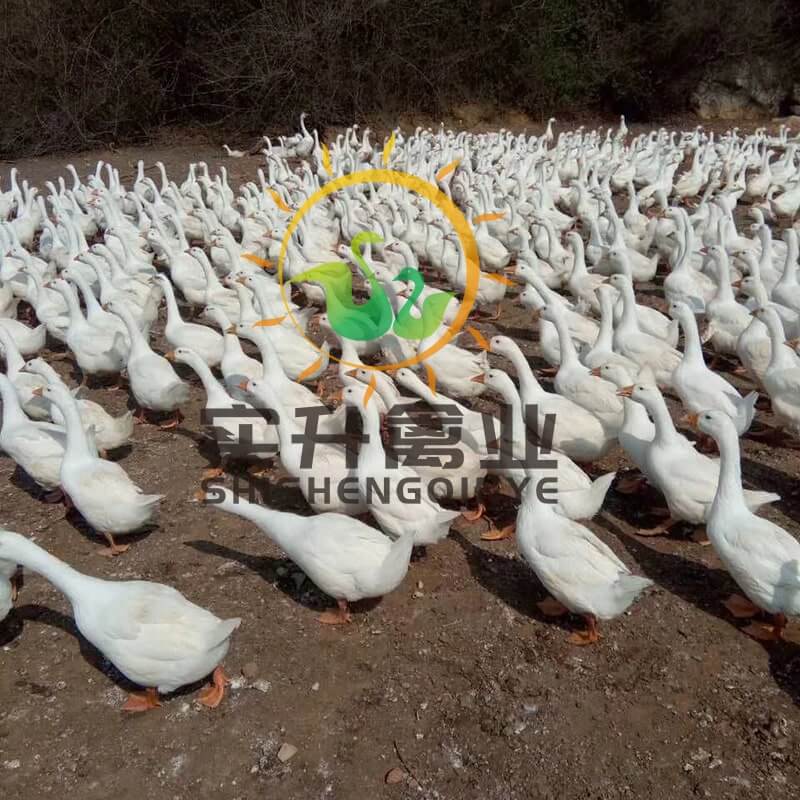 广西桂林土鸡苗本地厂家竹香鸡苗价格查询