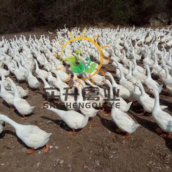 养殖）江西上饶小鸭苗孵化厂(泰和乌鸡苗出售——格