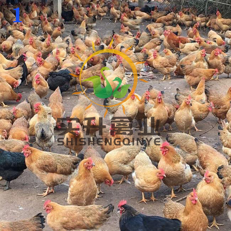 江苏扬州小鸡苗附近价格、黑脚鸡苗报价厂家价格