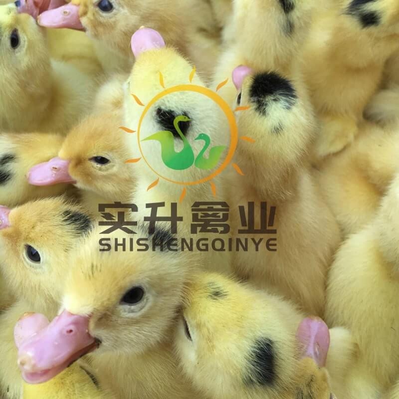 广东潮州鸡苗价格出售有零售鸡苗卖