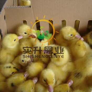 河南三门峡鸡苗供应孵化场、安徵滁州鸡苗厂厂家