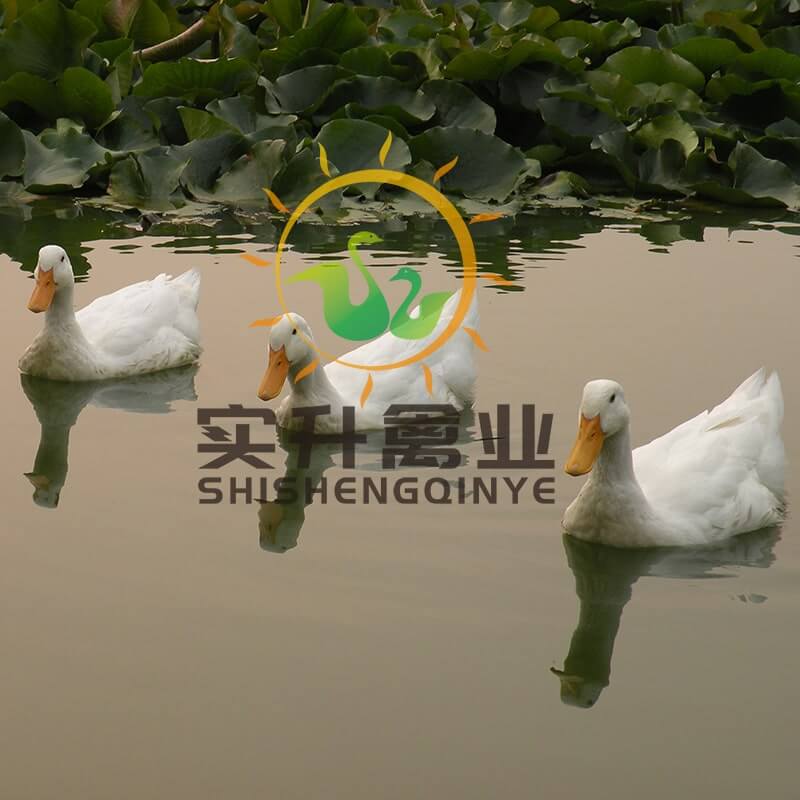 养殖）江苏镇江脱温鸭苗厂家(乌皮红冠土鸡苗市场——厂家铸造辉煌