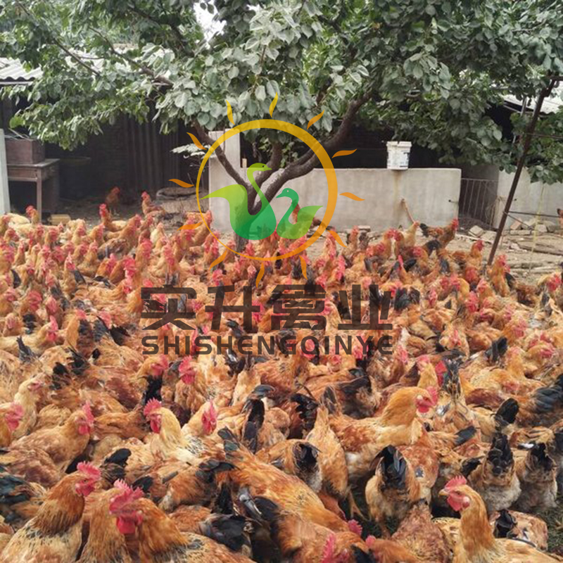 安徽滁州鸡苗价钱出售、黑水鸡种鸡苗或蛋正规企业