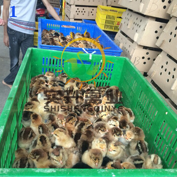 浙江湖州小鸡苗孵化市场、观赏鸡苗一只价格咨询方式