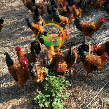 安徽滁州鸡苗价钱出售、黑水鸡种鸡苗或蛋正规企业