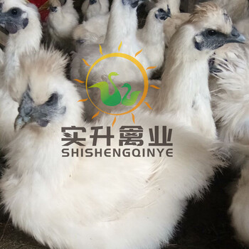 养殖）黑龙江黑河半斤土鸡苗一万只成本(乌踪鹅苗出售——查询