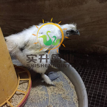 格：河南三门峡小鸡苗孵化公司孵化厂家