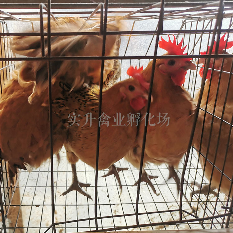 养殖技术)嘉吉鸡苗-越南小型观赏鸡苗
