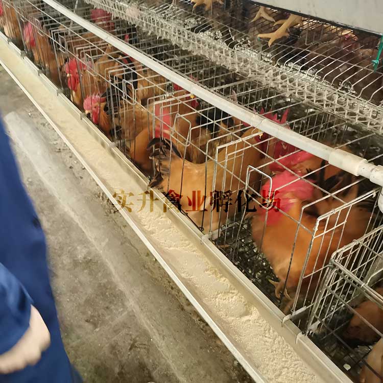 养殖技术)固始鸡苗养殖场-冬季育鸡苗