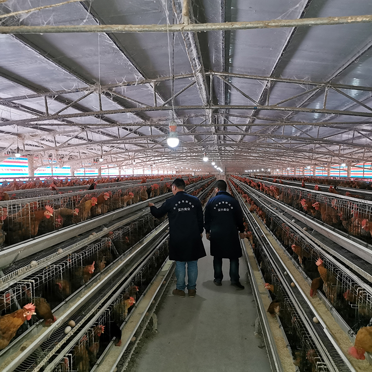 养殖方法/快大型鸡苗附近厂家-肉用石鸡苗批发市场