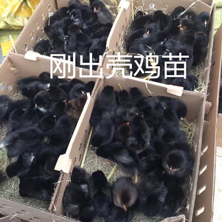 养殖:惠州博罗胡须鸡苗-土窑鸡苗的卖价