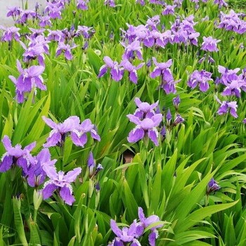 芜湖鸢尾苗种植基地