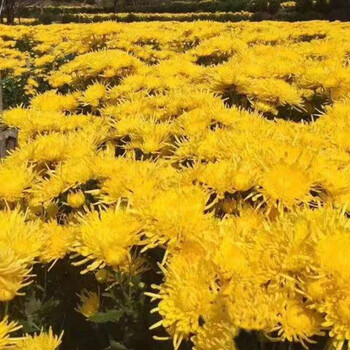 安徽菊花苗種植基地