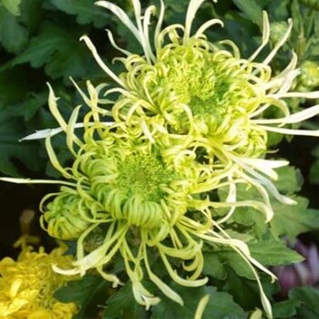 河北菊花苗批發(fā)