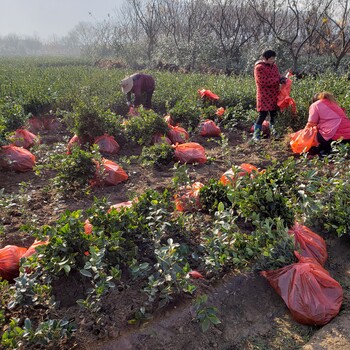 安徽油茶苗批发价格