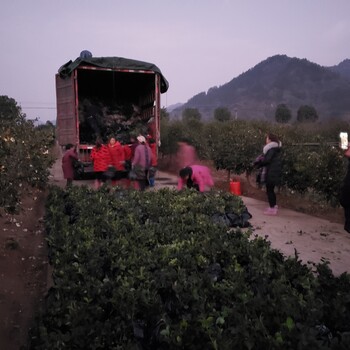 容器袋油茶苗种植