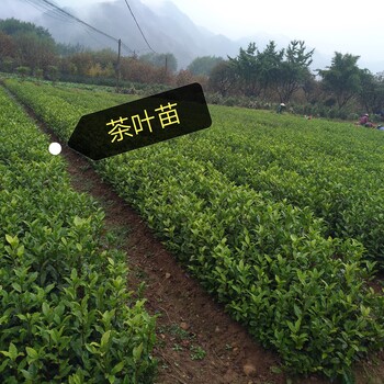 福建茶叶苗种苗销售