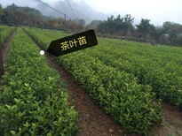 福建茶叶苗种苗销售图片4