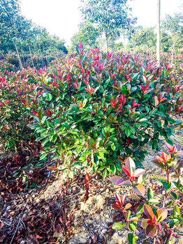 无锡红叶石楠种植基地