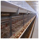 山东养肉鸡设备全自动肉鸡笼厂家直销笼养设备