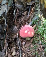 邵阳红菇总代直销图片