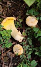 湘潭鸡油菌一斤价格图片