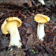 娄底鸡油菌批发代理图片