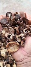 深圳野生香菇零售图片