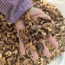 阳江野生香菇功效与禁忌图片