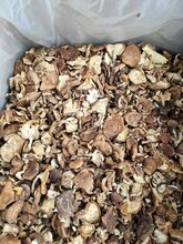 潮州野生香菇批发代理图片
