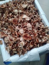 温州野生香菇销售图片