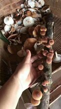 厦门野生香菇加盟费用图片