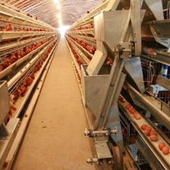 现代化养鸡场建造方法养殖大棚建造