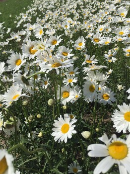 西洋滨菊、大滨菊、矢车菊、蛇鞭菊价格台安县凌云宿根花卉园