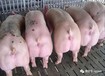 2021年生猪养殖政策新解读？