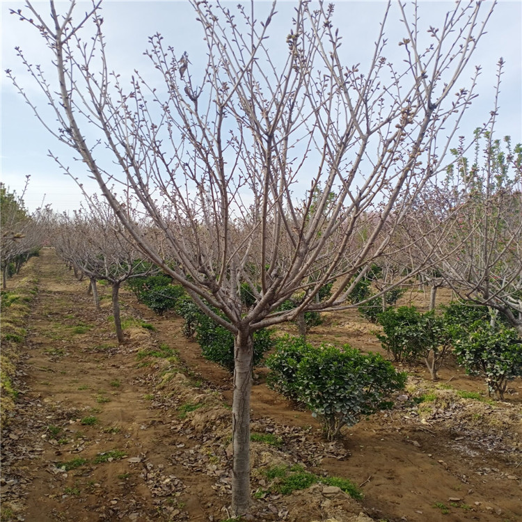 日喀则市樱花树苗价格 