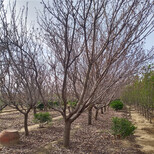 乌当区樱花树苗基地图片2